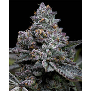 Apple Fritter - Barneys Farm feminisiert 3er Pack