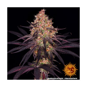 Ayahuasca Purple - Barneys Farm feminisiert 3er Pack