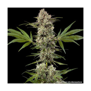 Banana Runtz Barneys Farm 3er Pack