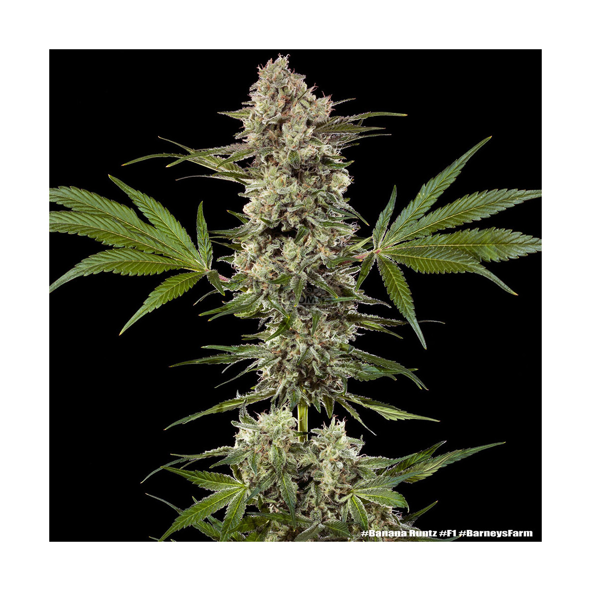 Banana Runtz Barneys Farm 3er Pack