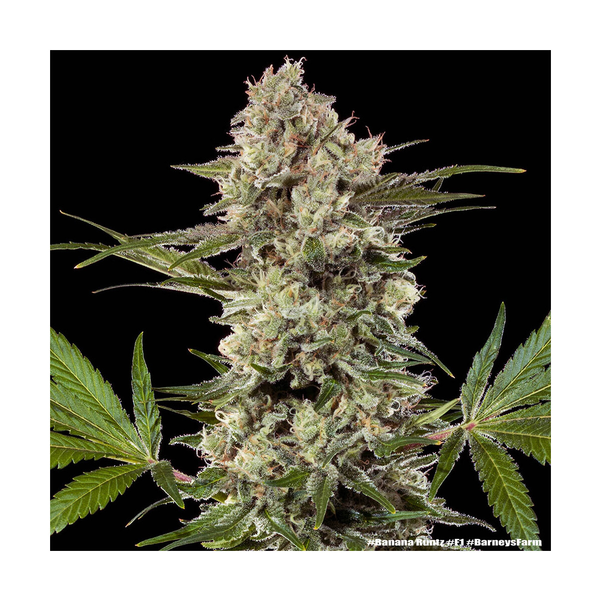 Banana Runtz Barneys Farm 3er Pack