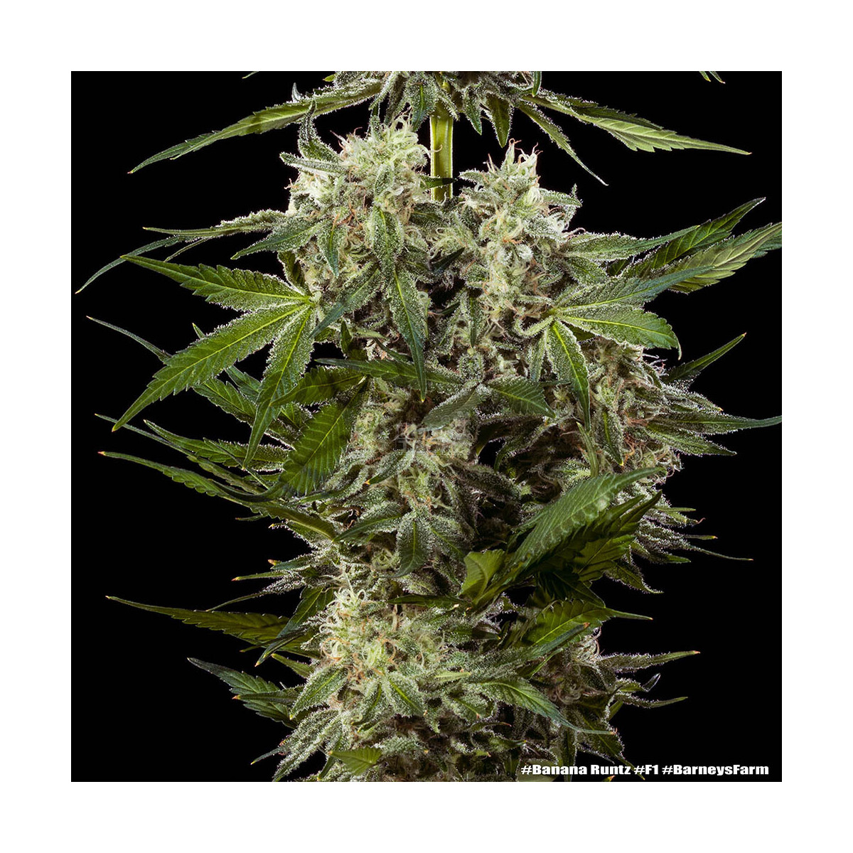 Banana Runtz Barneys Farm 3er Pack