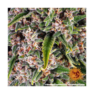 Blue Cheese - Barneys Farm feminisiert 3er Pack