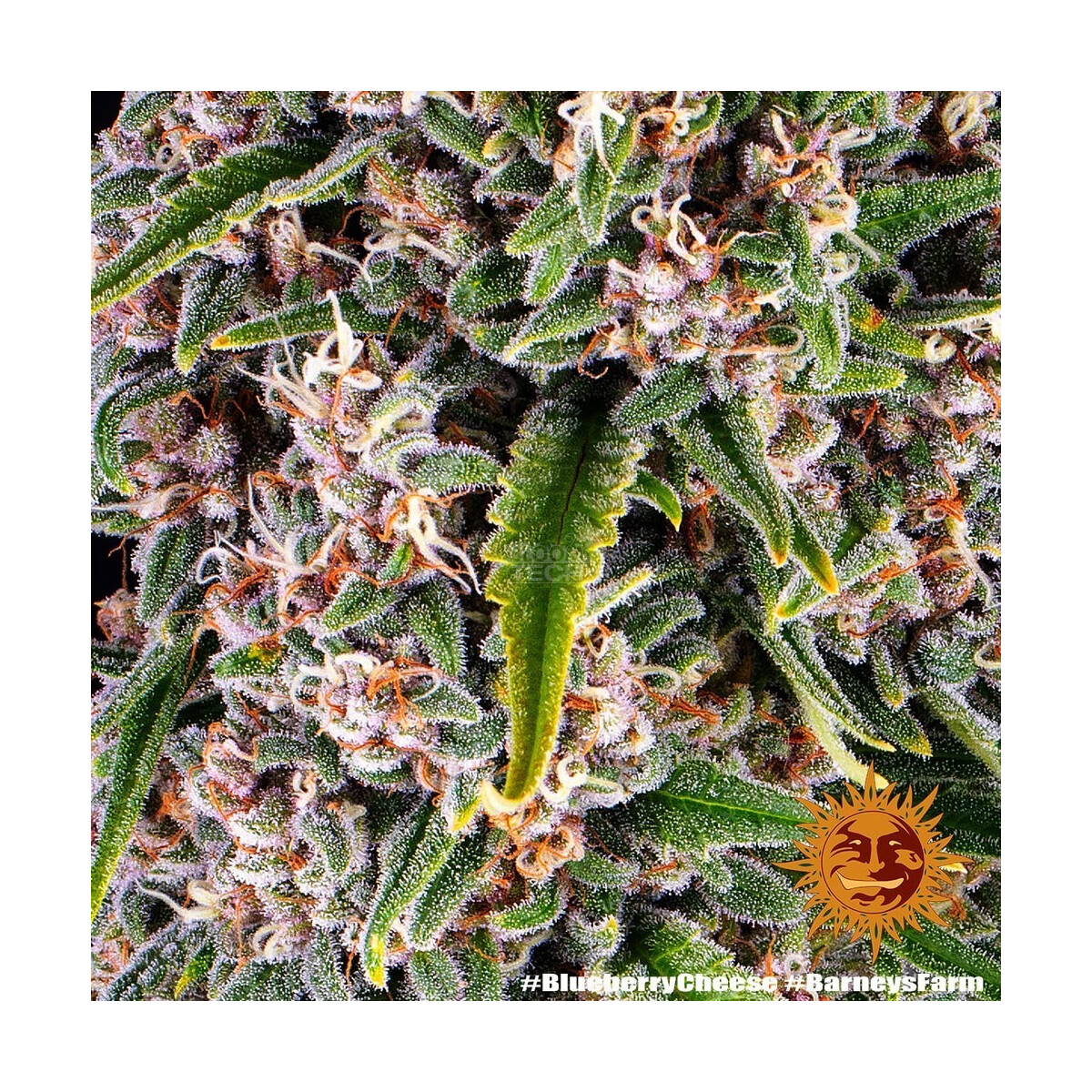 Blue Cheese - Barneys Farm feminisiert 3er Pack