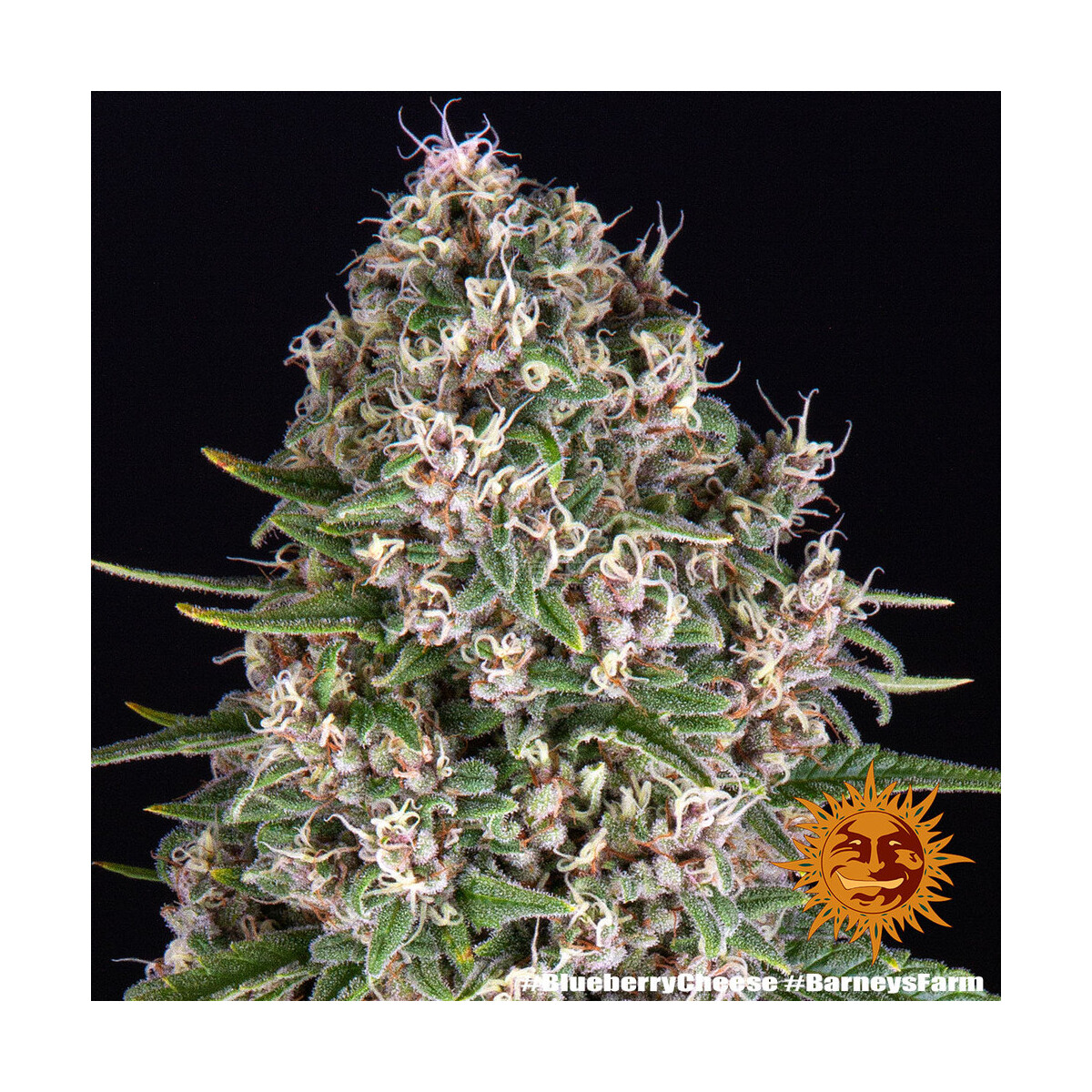 Blue Cheese - Barneys Farm feminisiert 3er Pack