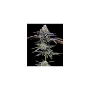 Blue Dream - Barneys Farm feminisiert 3er Pack