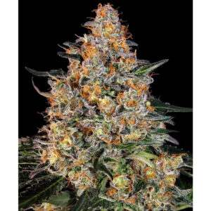 Bubba Kush - Barneys Farm feminisiert 3er Pack