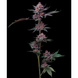 Candy Pack - Barneys Farm 5er Pack