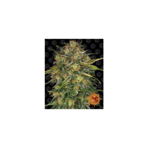 Cheese - Barneys Farm feminisiert 3er Pack