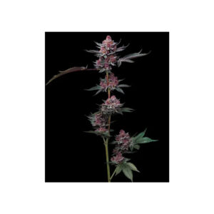 Cherry Poppers - Barneys Farm feminisiert 3er Pack