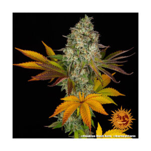 Cookies Kush Auto - Barneys Farm feminisiert 3er Pack