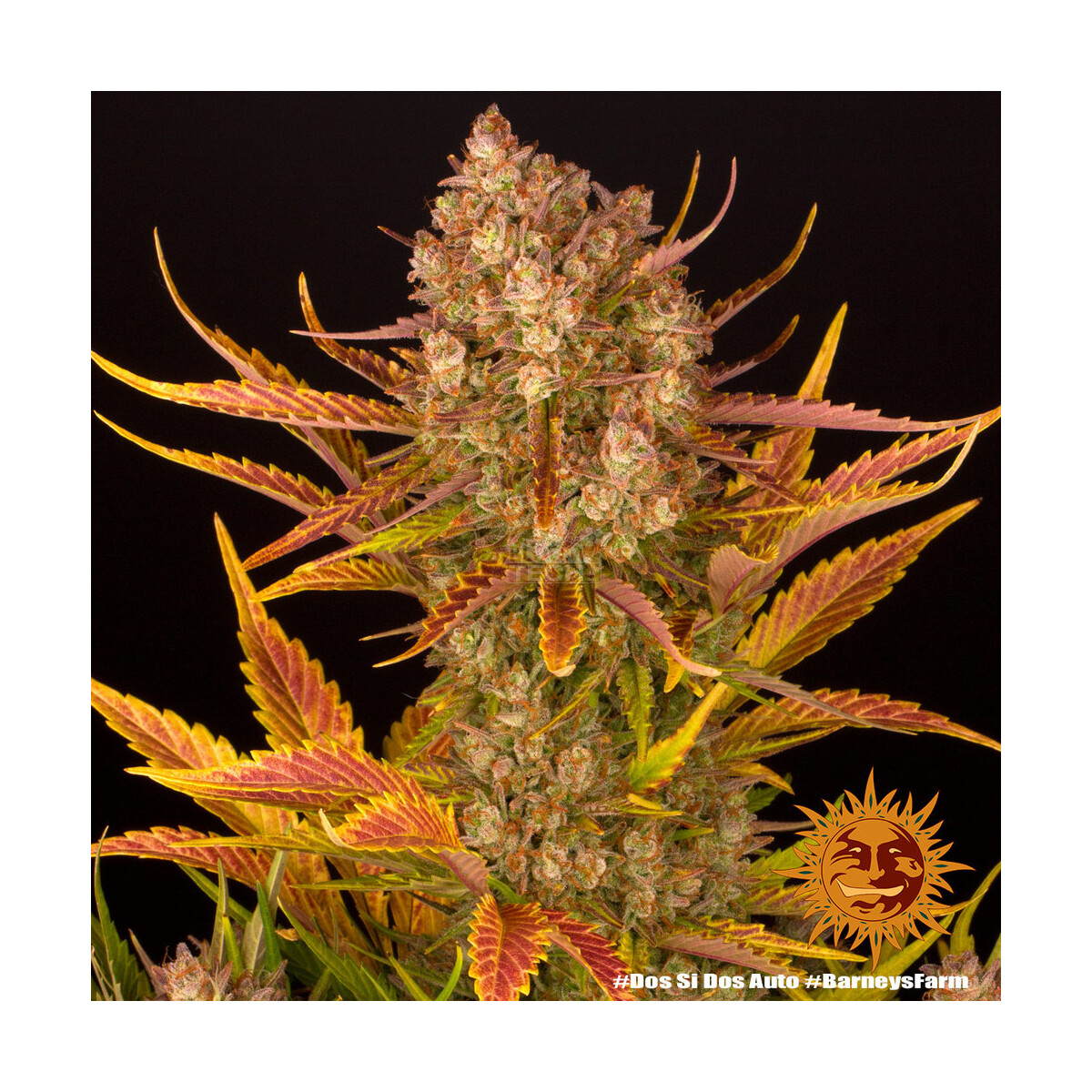 Do-Si-Dos Auto - Barneys Farm feminisiert 3er Pack