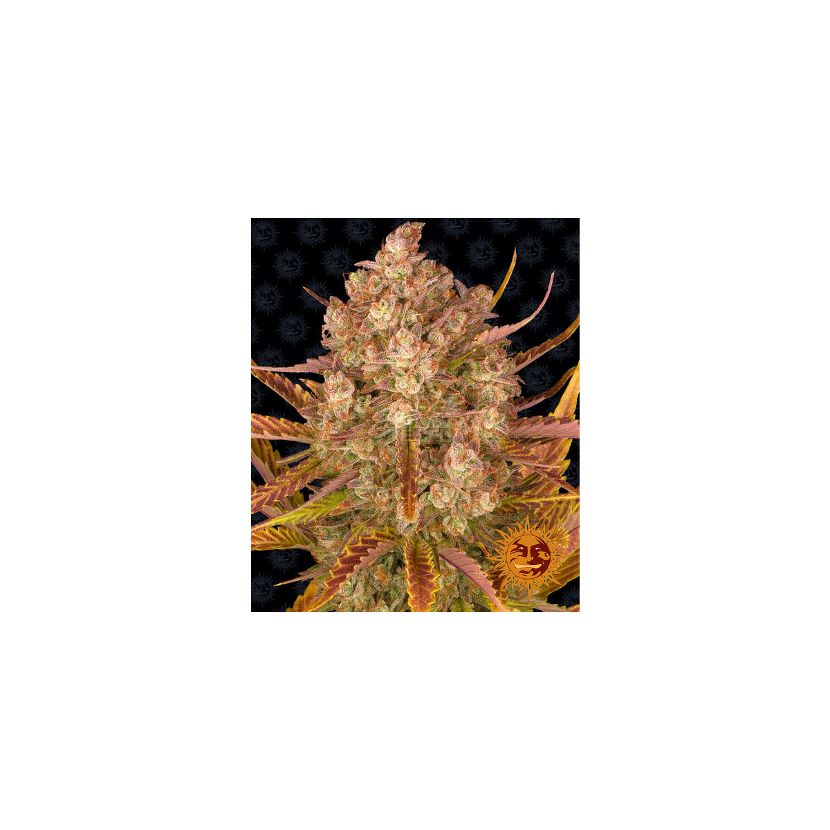 Do-Si-Dos Auto - Barneys Farm feminisiert 3er Pack