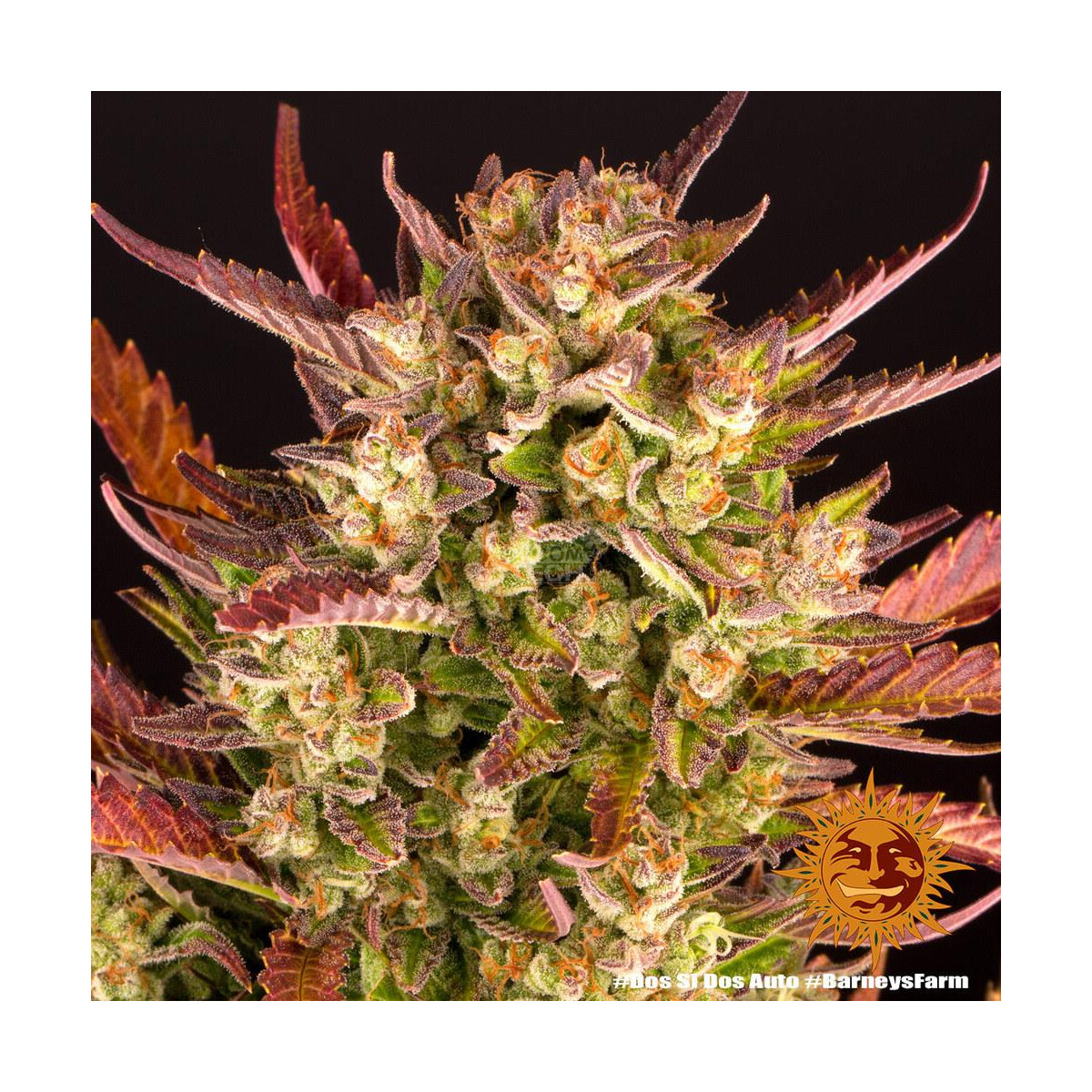 Do-Si-Dos Auto - Barneys Farm feminisiert 3er Pack