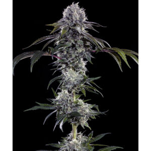 Durban Z – Barneys Farm feminisiert 3er Pack