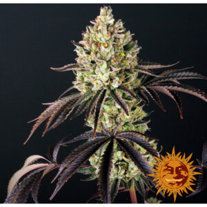 Glookies - Barneys Farm feminisiert 3er Pack