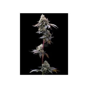 GMO Cookies - Barneys Farm feminisiert 3er Pack