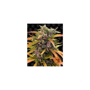 Gorilla Glue Auto - Barneys Farm feminisiert 3er Pack