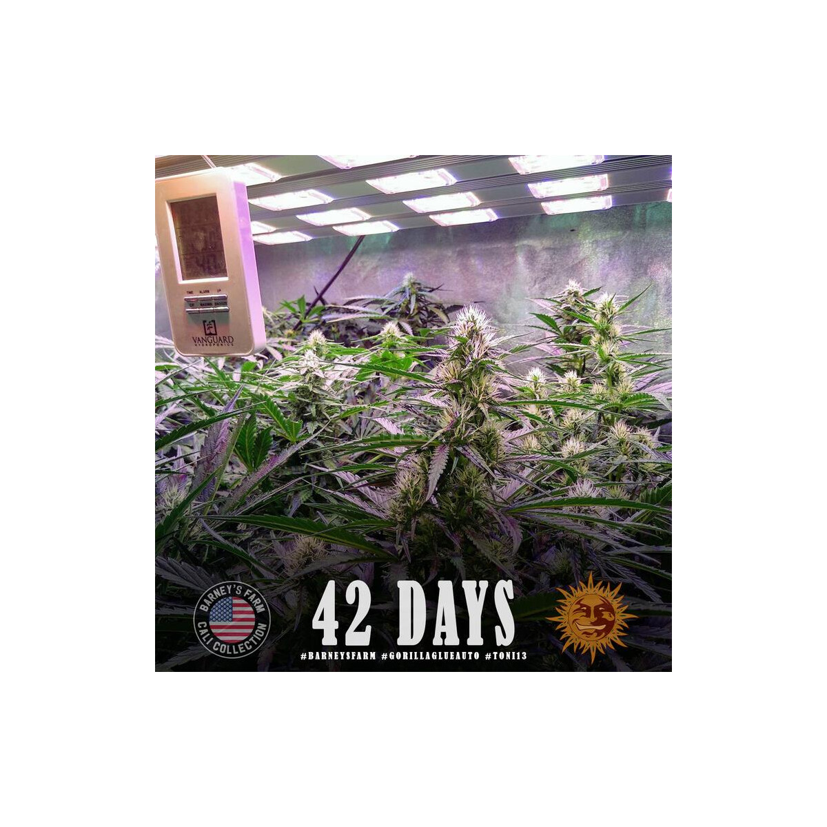Gorilla Glue Auto - Barneys Farm feminisiert 3er Pack