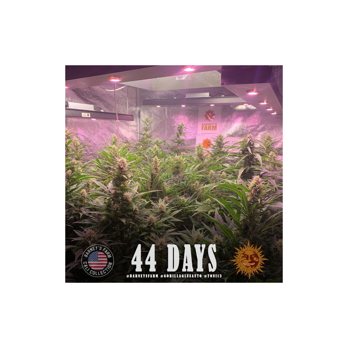 Gorilla Glue Auto - Barneys Farm feminisiert 3er Pack