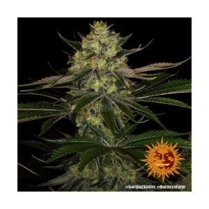 Gorilla Zkittlez - Barneys Farm feminisiert 3er Pack