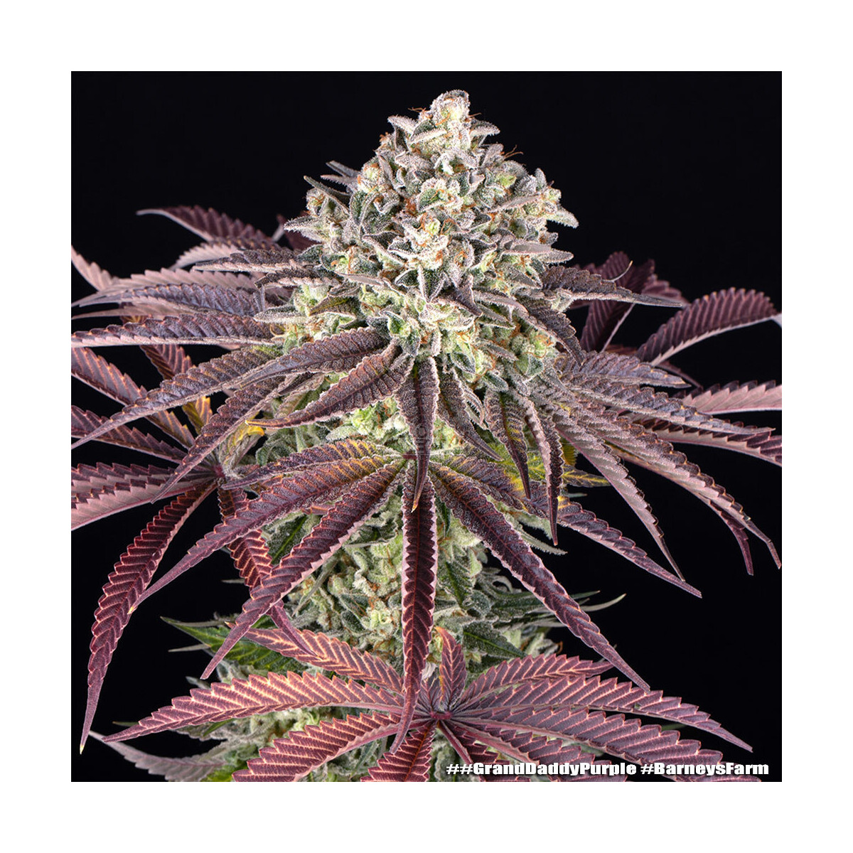 Barneys Farm Grand Daddy Purpel Fem 3St.