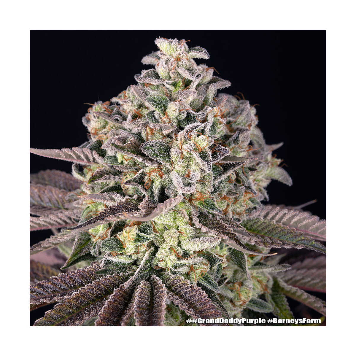 Barneys Farm Grand Daddy Purpel Fem 3St.