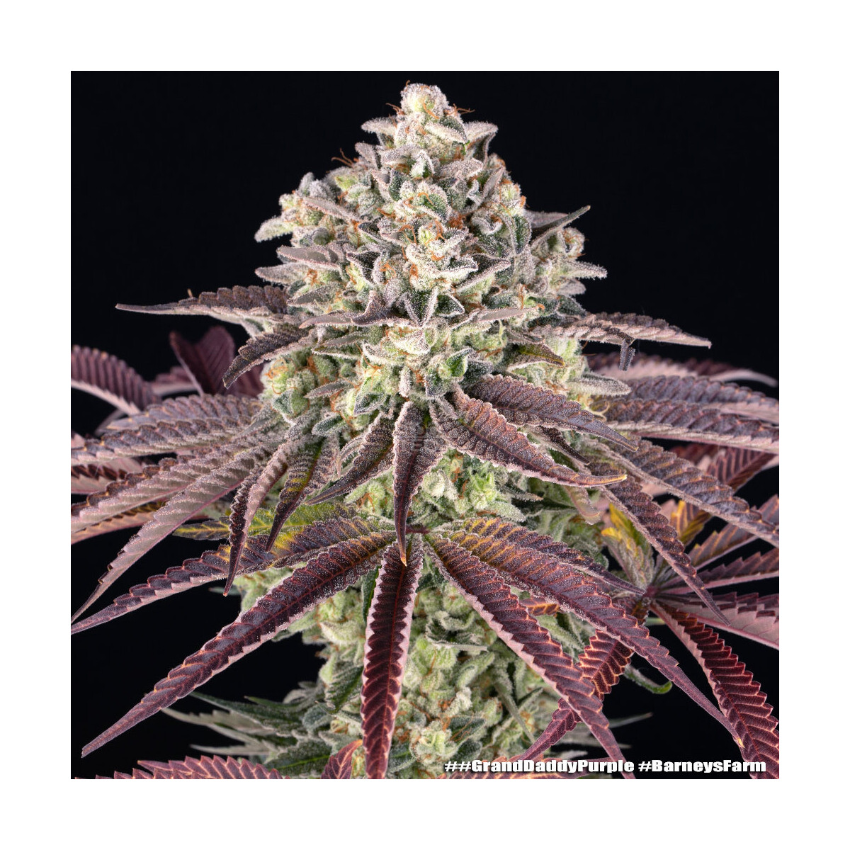 Barneys Farm Grand Daddy Purpel Fem 3St.
