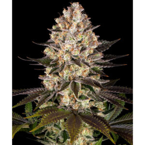 Hindu Kush - Barneys Farm feminisiert 3er Pack