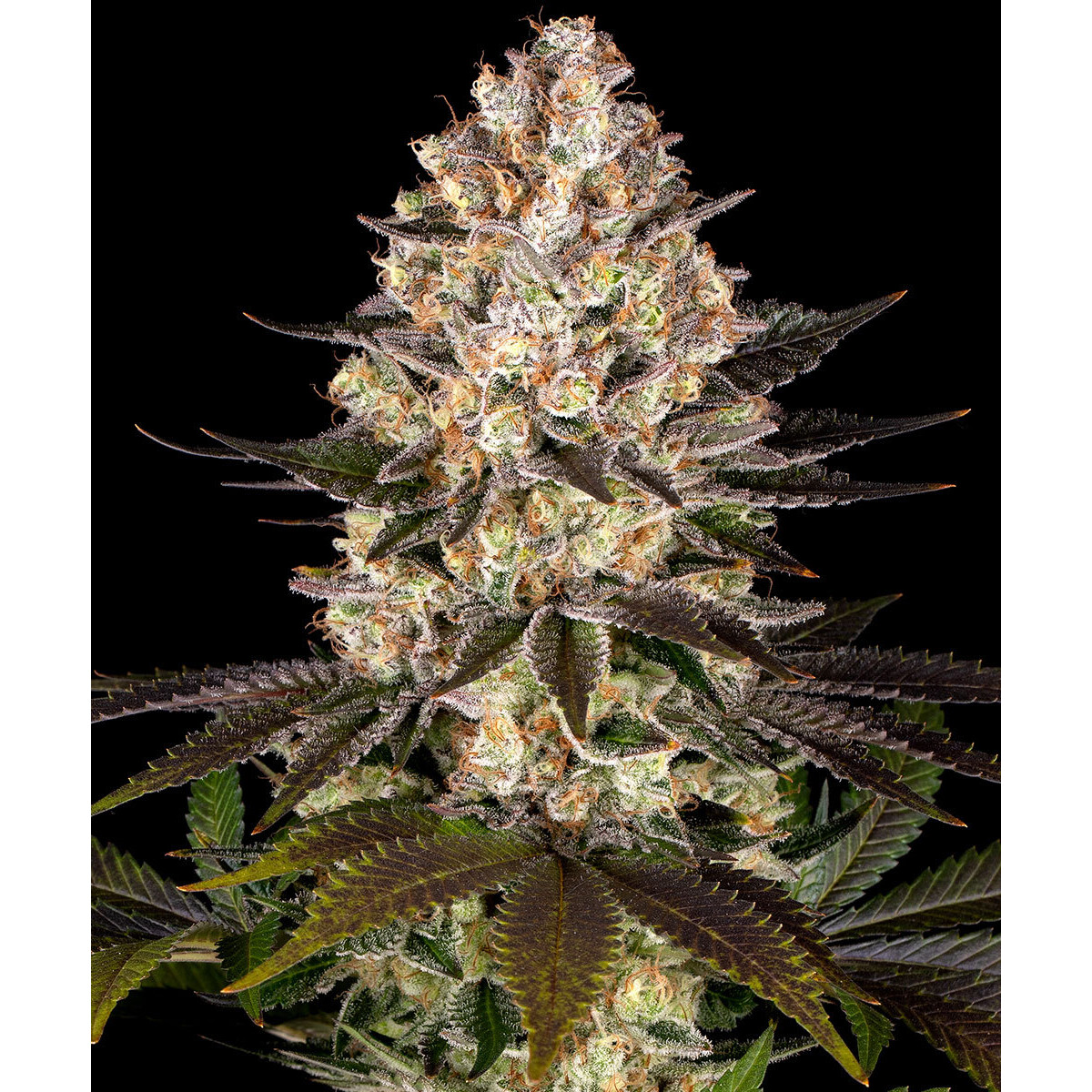 Hindu Kush - Barneys Farm feminisiert 3er Pack
