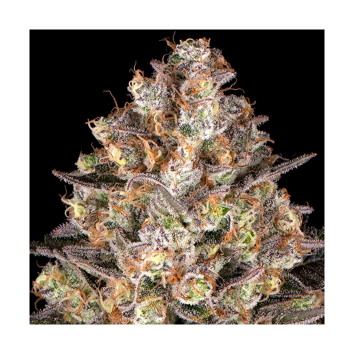 Hindu Kush - Barneys Farm feminisiert 3er Pack