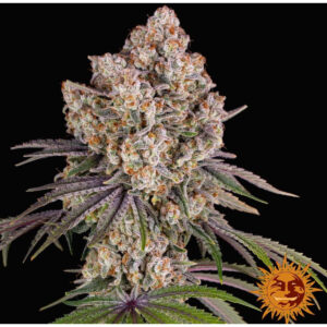 Ice Cream Cake - Barneys Farm feminisiert 3er Pack