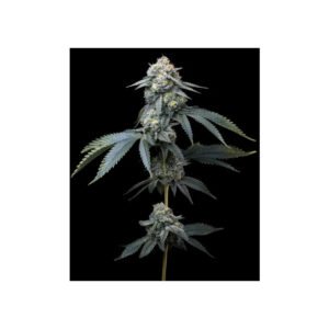 Jealousy - Barneys Farm feminisiert 3er Pack