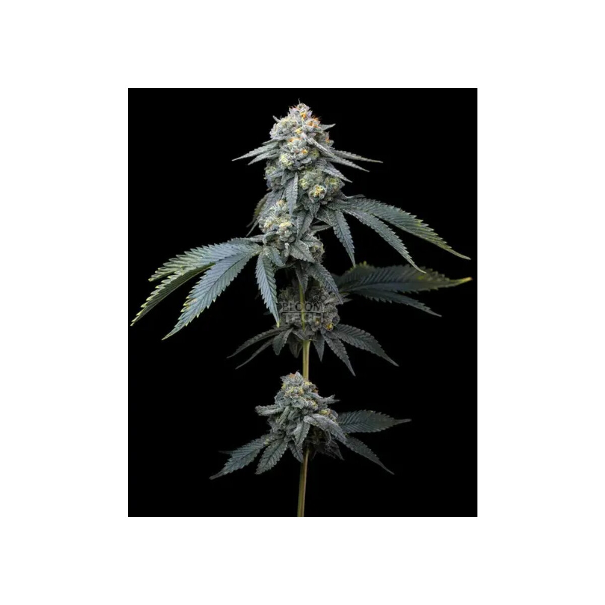 Jealousy - Barneys Farm feminisiert 3er Pack