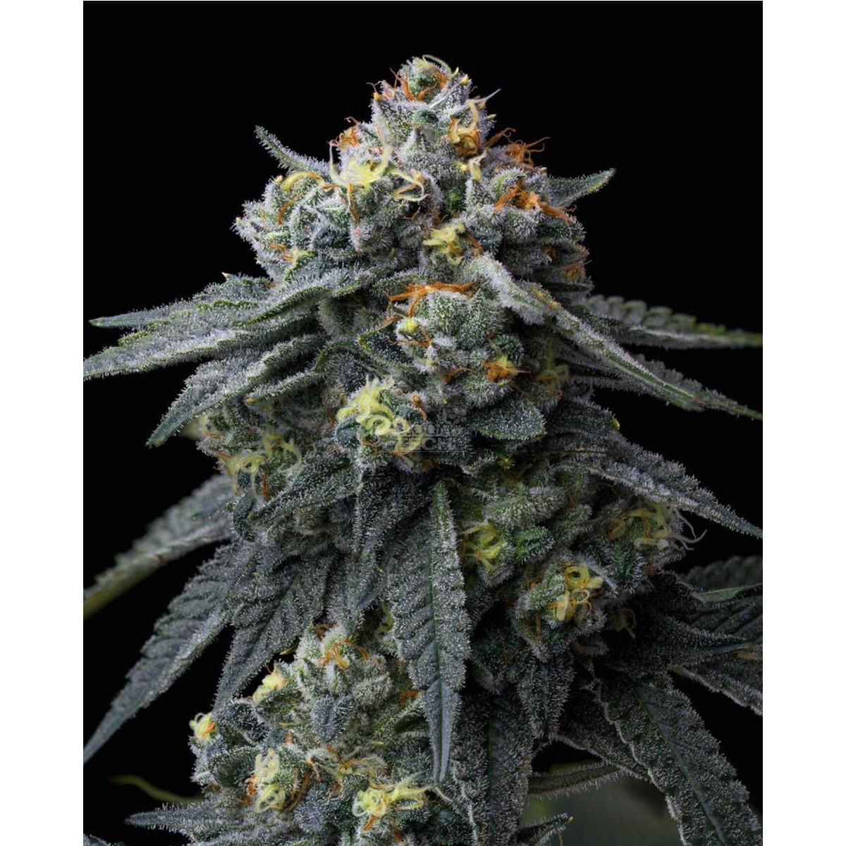 Jealousy - Barneys Farm feminisiert 3er Pack