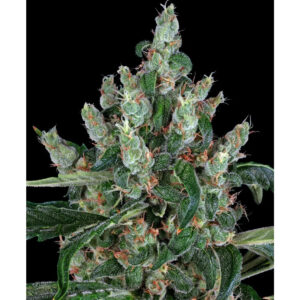 Laughing Buddha - Barneys Farm feminisiert 3er Pack