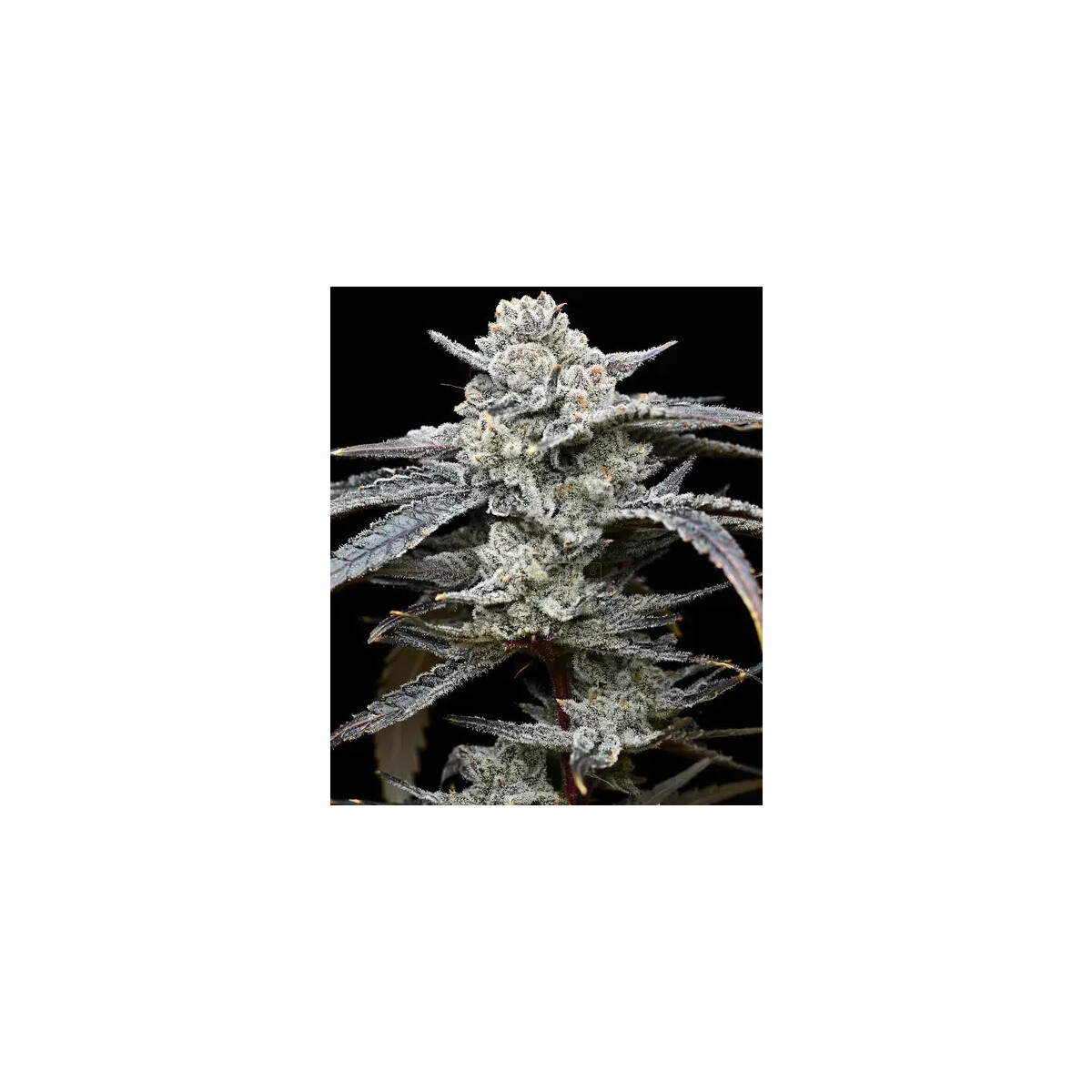 Lemon Cherry Gelato - Barneys Farm feminisiert 3er Pack