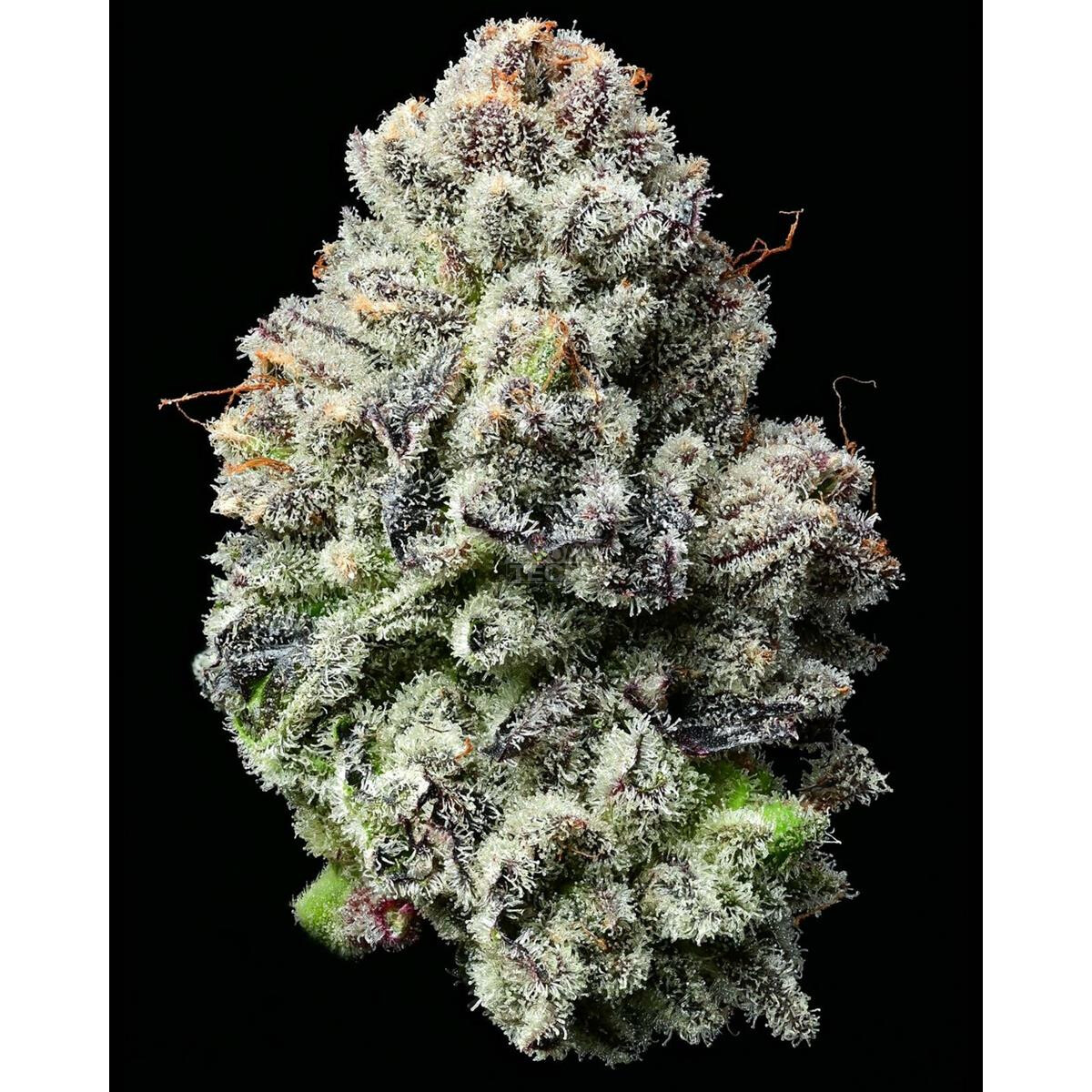 Lemon Cherry Gelato - Barneys Farm feminisiert 3er Pack