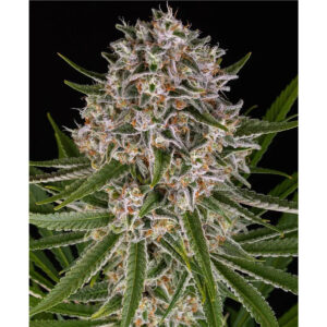 Lemon Haze Auto - Barneys Farm feminisiert 3er Pack