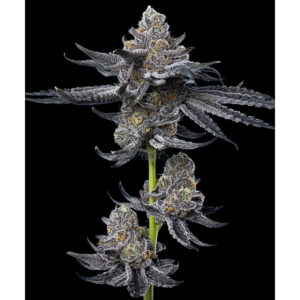 LFG - Barneys Farm feminisiert 3er Pack