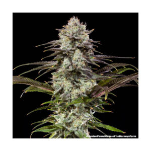 London Pound Cake – Barneys Farm feminisiert 3er Pack
