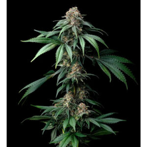 Mendo Breath - Barneys Farm feminisiert 3er Pack