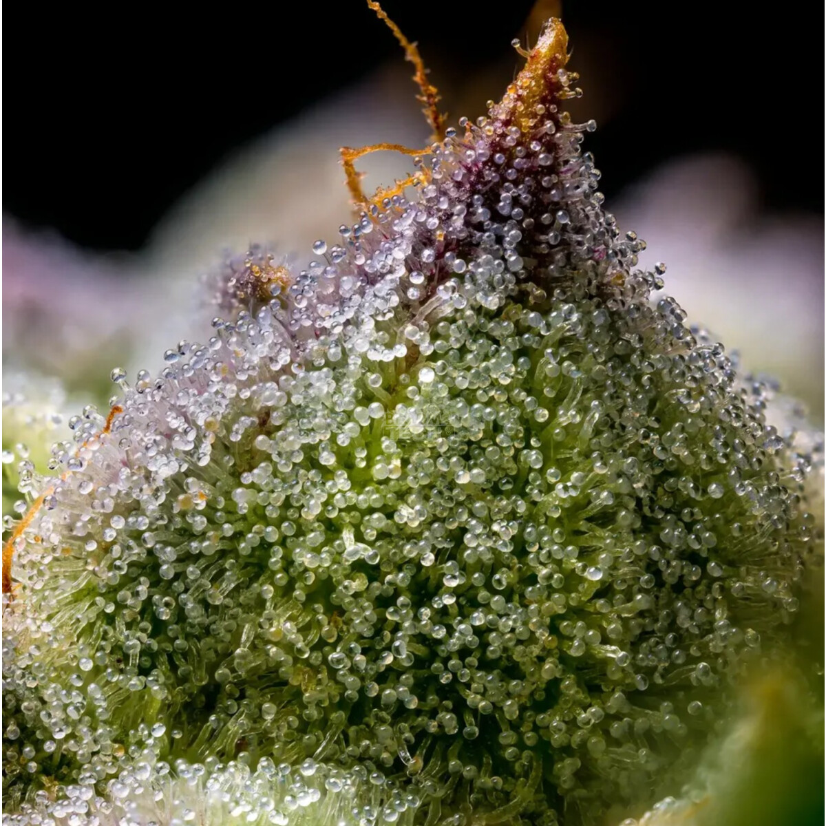 Mendo Breath - Barneys Farm feminisiert 3er Pack