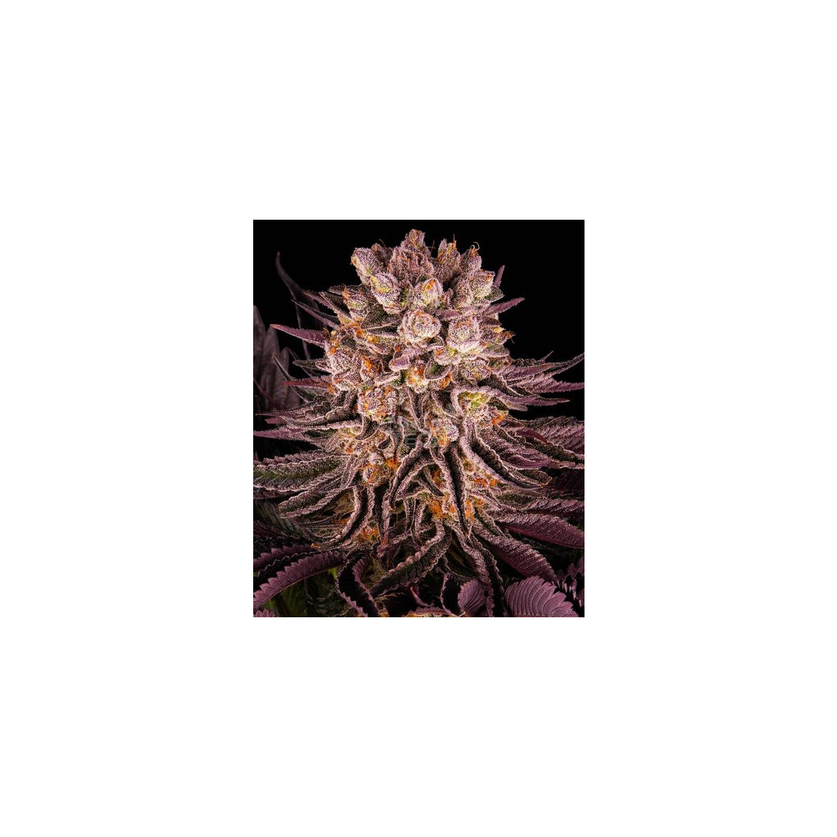 Mimosa Orange Punch - Barneys Farm feminisiert 3er Pack