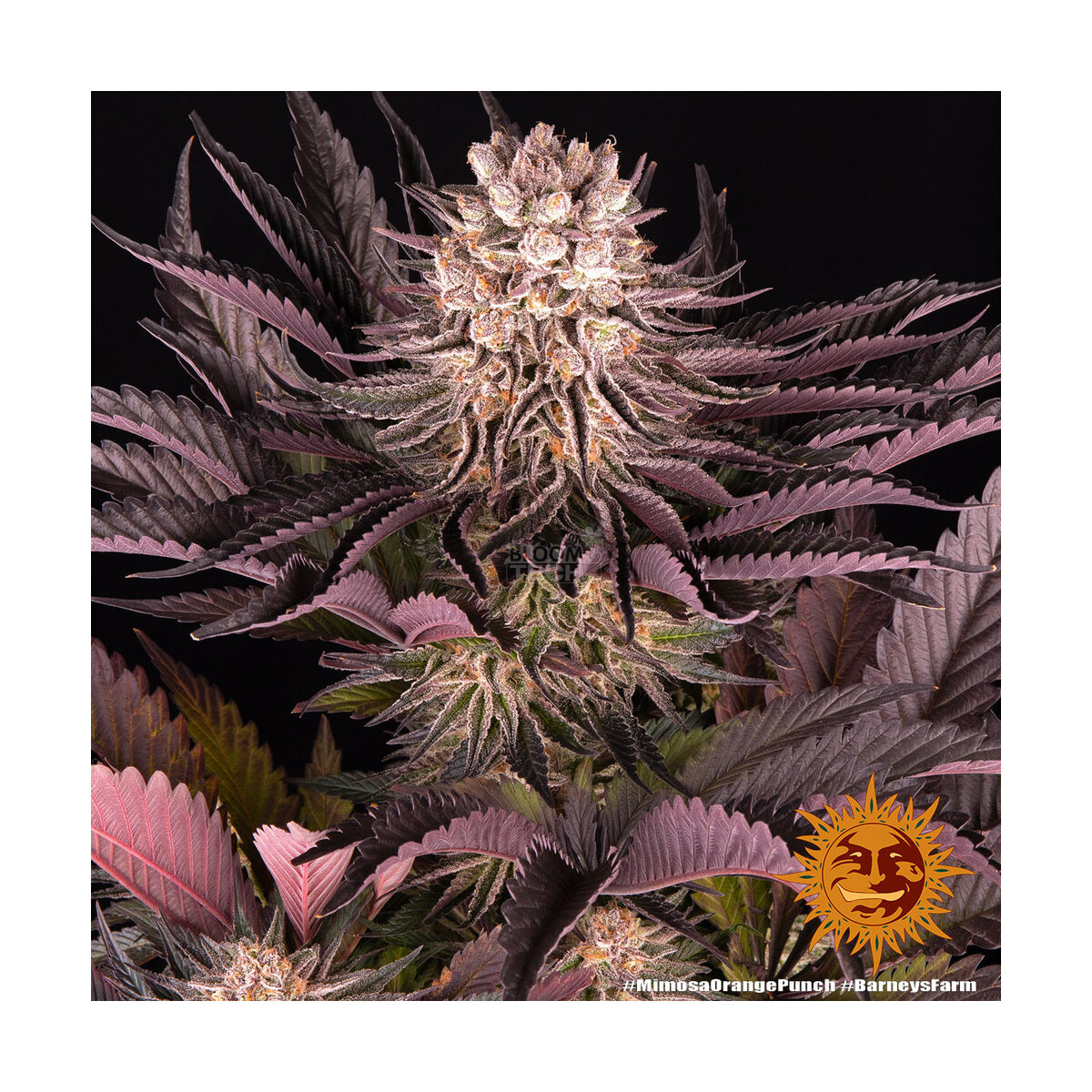 Mimosa Orange Punch - Barneys Farm feminisiert 3er Pack