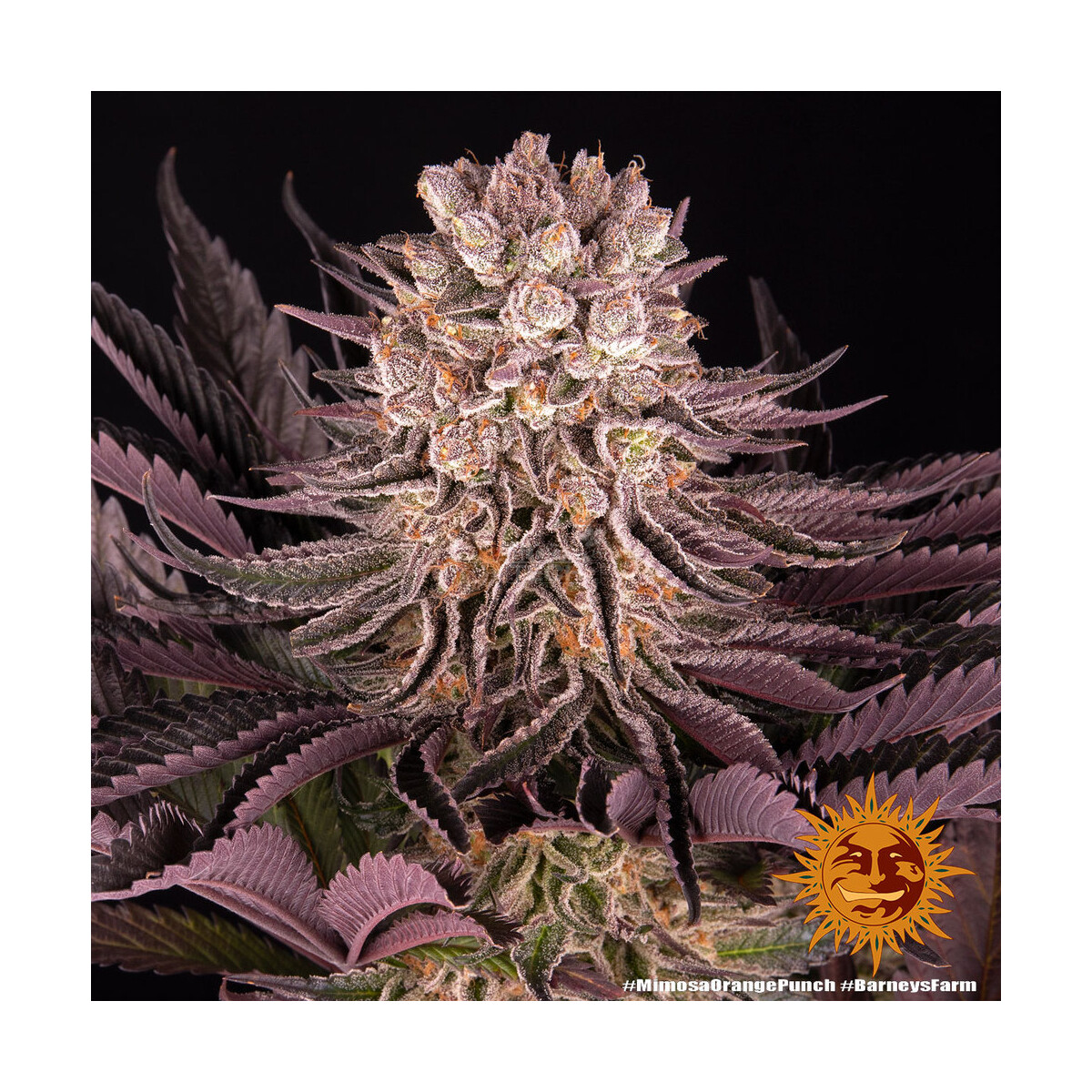 Mimosa Orange Punch - Barneys Farm feminisiert 3er Pack