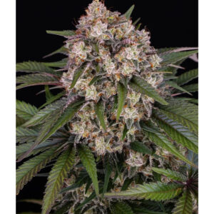 OG Kush Auto - Barneys Farm feminisiert 3er Pack