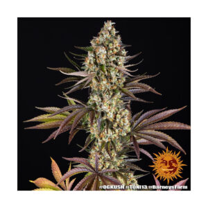 OG Kush - Barneys Farm feminisiert 3er Pack