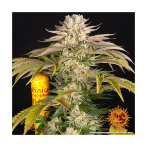 Pineapple Express - Barneys Farm feminisiert 3er Pack