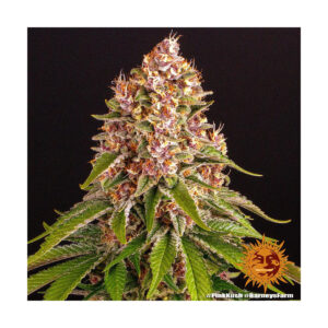 Pink Kush - Barneys Farm feminisiert 3er Pack